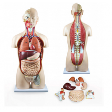 TORSO DUAL-SEX OPEN BACK